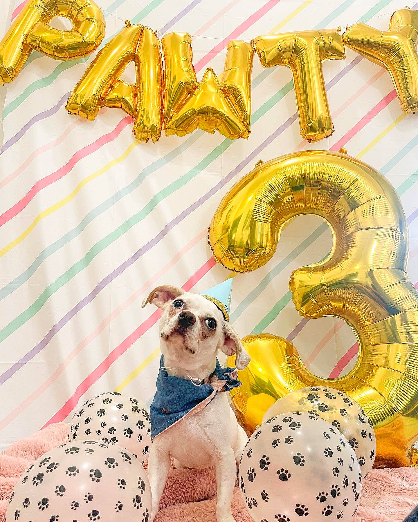 Cashew is registered to the contest to win money with this photo: art, beauty, carnivore, companion_dog, dalmatian, design, dog, dog_breed, dog_supply, event, eyewear, fawn, font, fun, happy, pattern, sunglasses, toy, white, working_animal