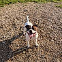 Vidock a rejoint le concours — aidez-le/la à gagner de superbes lots ! dog, happy, outdoor, sunlight, grass, fence, collar, tongue_out, standing, brown_and_white, pet, animal, rocky_ground, daylight, canine, playful, nature, smiling, ears, tail