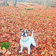 Vidock a rejoint le concours — aidez-le/la à gagner de superbes lots ! dog, autumn, leaves, forest, outdoor, nature, tree, brown, white, collar, pet, canine, fall, playful, animal, season, woods, leaf_litter, daylight, happy