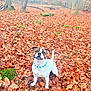 dog, autumn, leaves, forest, outdoor, nature, tree, brown, white, collar, pet, canine, fall, playful, animal, season, woods, leaf_litter, daylight, happy
