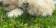 Dandy is registered to the contest to win money with this photo: puppy, dog, grass, paw, curly_fur, outdoor, close_up, cute, pet, animal, nature, playful, young_dog, fluffy, greenery, soft_focus, adorable, small_dog, lying_down, black_paw_pads