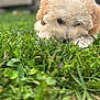 Dandy joined the competition — help win amazing prizes! puppy, dog, grass, outdoor, curly_hair, close_up, nature, greenery, cute, pet, sniffing, young_dog, fluffy, animal, playful, summer, daylight, adorable, mammal, exploring