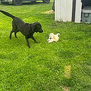 Dandy is registered to the contest to win money with this photo: dog, black_dog, small_dog, grass, lawn, playful, outdoor, pet, yard, shed, vehicle, car, SUV, sunny, animal, canine, nature, greenery, interaction, daytime