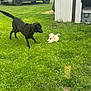 dog, black_dog, small_dog, grass, lawn, playful, outdoor, pet, yard, shed, vehicle, car, SUV, sunny, animal, canine, nature, greenery, interaction, daytime