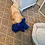 Dandy joined the competition — help win amazing prizes! puppy, dog, stuffed_toy, blue_teddy_bear, carpet, pet_bed, indoor, cabinet, curious, fluffy, small_dog, toy, floor, home, cozy, playful, animal, furniture, light, corner