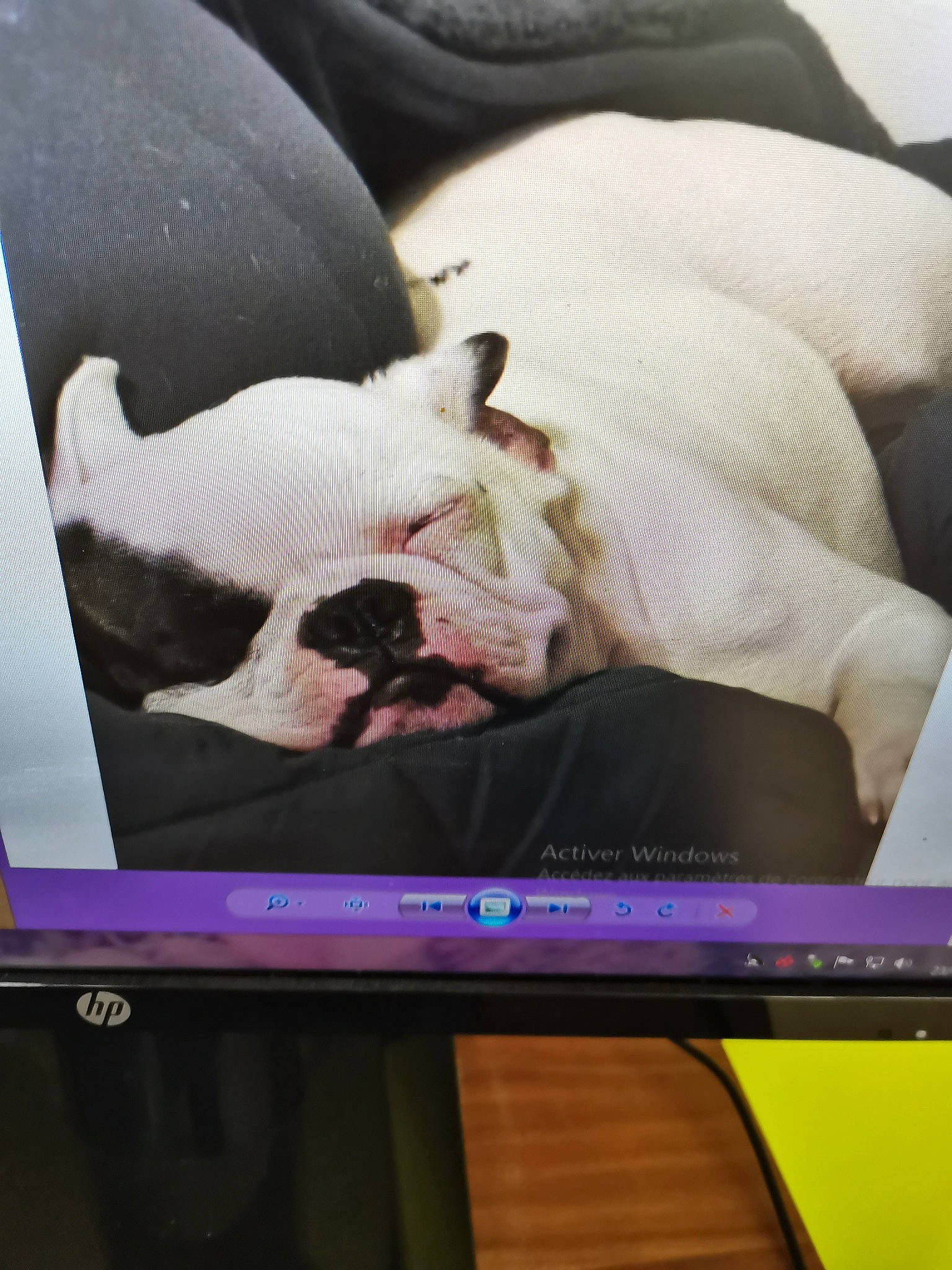 Raymond participe au concours pour gagner de l'argent avec cette photo : bulldog, carnivore, comfort, companion_dog, display_device, dog, dog_breed, fawn, felidae, flat_panel_display, fur, gadget, linens, magenta, mammal, output_device, television_set, toy_dog, vertebrate, whiskers