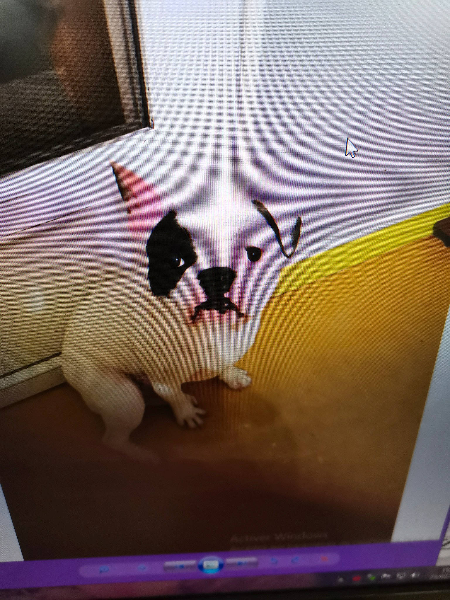 Raymond participe au concours pour gagner de l'argent avec cette photo : art, bulldog, canidae, carnivore, companion_dog, dog, dog_breed, ear, fawn, flooring, font, pink, sporting_group, tail, terrestrial_animal, toy, toy_dog, whiskers, wood, working_animal
