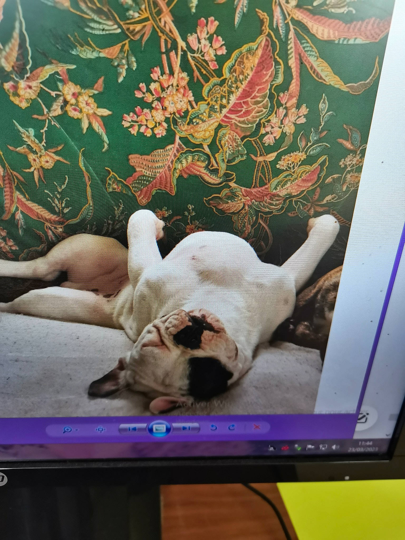 Raymond participe au concours pour gagner de l'argent avec cette photo : art, carnivore, comfort, companion_dog, display_device, dog, dog_breed, fawn, felidae, flat_panel_display, linens, output_device, picture_frame, plant, room, small_to_medium_sized_cats, tail, visual_arts, whiskers, working_animal