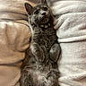 cat, kitten, gray_cat, fluffy, furry, pet, animal, lying_down, belly_up, indoors, blanket, cozy, bed, collar, whiskers, ears, paws, portrait, cute, relaxed
