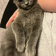 Kimchi joined the competition — help win amazing prizes! cat, kitten, gray_fur, fluffy, pet, animal, portrait, close_up, indoors, sitting, lying_down, held, human_arm, green_eyes, whiskers, ears, paws, fur, cuddling, cute