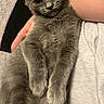 cat, kitten, gray_fur, fluffy, pet, animal, portrait, close_up, indoors, sitting, lying_down, held, human_arm, green_eyes, whiskers, ears, paws, fur, cuddling, cute