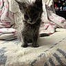 cat, kitten, gray_fur, fluffy, standing, indoors, bedroom, bed, blanket, bedding, cozy, cute, pet, animal, portrait, feline, whiskers, ears, tail, soft_lighting