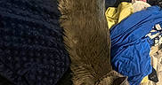 Kimchi is registered to the contest to win money with this photo: cat, gray_cat, furry, animal, pet, sleeping, lying_down, bed, blanket, laundry, clothes, bedroom, indoor, relaxed, fluffy, long_tail, pointed_ears, whiskers, cozy, messy_bed
