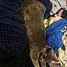 cat, gray_cat, furry, animal, pet, sleeping, lying_down, bed, blanket, laundry, clothes, bedroom, indoor, relaxed, fluffy, long_tail, pointed_ears, whiskers, cozy, messy_bed