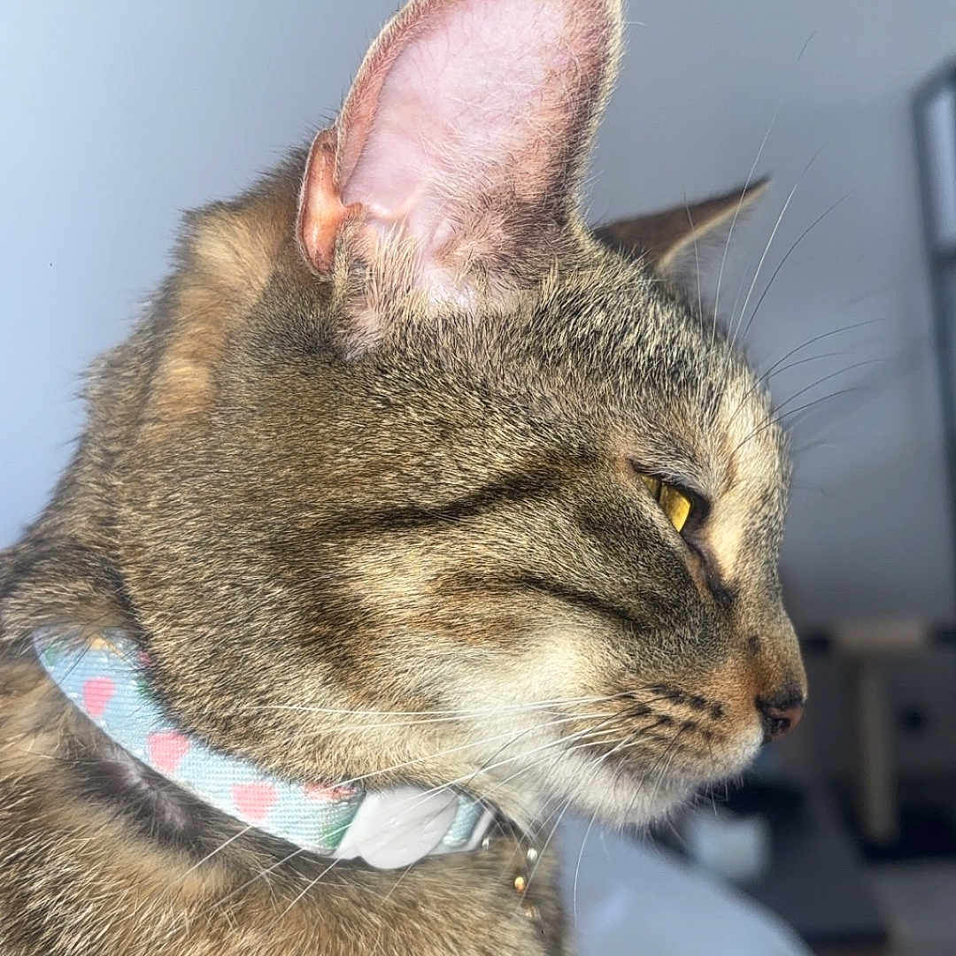 Freya