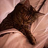 Freya participe au concours pour gagner de l'argent avec cette photo : animal, bed, blanket, cat, comfort, cozy, cute, domestic, fur, indoor, nap, paw, peaceful, pet, relaxed, resting, sleeping, tabby, warm, whiskers