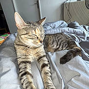 Freya participe au concours pour gagner de l'argent avec cette photo : bed, blanket, cat, closeup, comfort, cozy, domestic, feline, fur, gray, indoor, paws, pet, relaxed, resting, sleepy, stretching, tabby, tail, whiskers