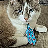 cat, feline, pet, animal, blue_eyes, white_fur, gray_fur, tabby, holiday_tie, costume, portrait, close_up, sitting, lying_down, indoor, floor, wood_floor, carpet, whiskers, cute