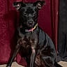 Kulture Dior is registered to the contest to win money with this photo: dog, black_dog, canine, pet, animal, sitting, portrait, collar, colorful_collar, short_hair, floppy_ears, dark_coat, indoors, curtain, red_background, floor, front_view, alert, companion_animal, photography