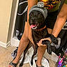 Kulture Dior is registered to the contest to win money with this photo: dog, black_dog, pet, beanie, hat, pom_pom, tongue, smiling, happy, sitting, person, human, arms, clothing, t_shirt, shorts, sandals, bathroom, tile_floor, towels