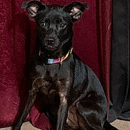 Kulture Dior joined the competition — help win amazing prizes! dog, black_dog, pet, sitting, collar, colorful_collar, short_hair, floppy_ears, dark_fur, canine, animal, portrait, indoors, curtain, red_curtain, floor, seated, looking_at_camera, companion_animal, photography