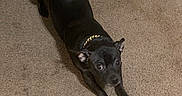 Bruno is registered to the contest to win money with this photo: dog, black_dog, pet, animal, carpet, indoor, home, hallway, floor, stretching, lying_down, front_paws, curled_tail, collar, shiny_fur, wide_eyes, portrait, full_body, playful, flooring
