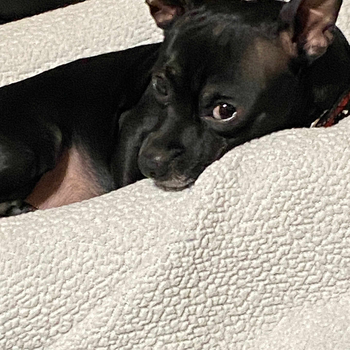 Bruno