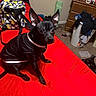 Bruno joined the competition — help win amazing prizes! dog, puppy, black_dog, small_dog, sitting, pet, animal, wide_eyes, pointed_ears, black_clothing, collar, red_bedspread, bedroom, bed, dresser, laundry_basket, backpack, dog_toy, indoor, second_dog