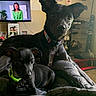 Bruno joined the competition — help win amazing prizes! dog, puppy, black_dog, two_dogs, pet, collar, dog_tag, bed, bedroom, indoors, home, portrait, sitting, lying_down, large_dog, small_dog, floppy_ears, short_hair, television, family_photos