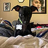 puppy, dog, black_dog, pet, animal, sitting, bed, bedding, blanket, collar, dog_tag, bone_tag, floppy_ears, brown_eyes, indoor, bedroom, wall_art, framed_picture, portrait, home_decor