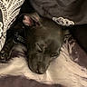 puppy, dog, sleeping, black_dog, floppy_ears, closed_eyes, pet, animal, cozy, blanket, bed, indoors, resting, relaxed, cute, snout, paws, portrait, warm_lighting, home