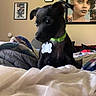 dog, puppy, black_dog, pet, animal, collar, dog_tag, sitting, bed, blanket, bedroom, home, indoor, portrait, cute, curious, floppy_ears, short_hair, wall_art, bedding