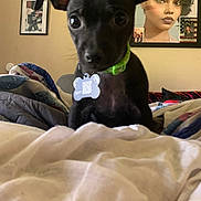 Bruno is registered to the contest to win money with this photo: dog, puppy, black_dog, pet, collar, dog_tag, bone_tag, sitting, bed, blanket, bedroom, indoor, portrait, closeup, floppy_ears, brown_eyes, curious, cute, home, wall_art