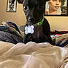 dog, puppy, black_dog, pet, collar, dog_tag, bone_tag, sitting, bed, blanket, bedroom, indoor, portrait, closeup, floppy_ears, brown_eyes, curious, cute, home, wall_art