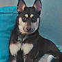 Nala joined the competition — help win amazing prizes! dog, pet, indoor, couch, teal, ears, sitting, fur, animal, canine, relaxed, portrait, looking, companion, furniture, home, cute, mammal, domestic, resting