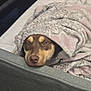 Nala joined the competition — help win amazing prizes! animal, blanket, brown_dog, canine, comfort, couch, cozy, dog, domestic_animal, face, fur, home, indoor, pet, portrait, relaxed, resting, sleepy, snuggled, warm