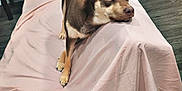Nala is registered to the contest to win money with this photo: dog, couch, pink_cloth, indoor, wooden_floor, pet, animal, relaxed, ears, fur, face, tail, looking, furniture, home, living_room, resting, brown_dog, canine, domestic