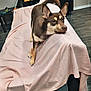 dog, couch, pink_cloth, indoor, wooden_floor, pet, animal, relaxed, ears, fur, face, tail, looking, furniture, home, living_room, resting, brown_dog, canine, domestic