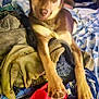 Nala is registered to the contest to win money with this photo: bed, blanket, canine, clothes, colorful, curious, dog, domestic, ears, fabric, fur, indoor, messy, paw, pet, pile, relaxed, resting, room, soft