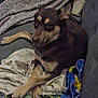 Nala is registered to the contest to win money with this photo: dog, couch, blanket, indoor, pet, relaxed, brown_dog, cozy, fur, animal, laying, comfort, home, domestic, resting, ears, paws, expression, fabric, casual