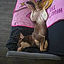 blanket, brown_dog, cartoon, casual, couch, cozy, dog, flip_flops, floor, home, indoor, painted_nails, pet, pink, relaxed, sleeping, toes, upside_down, white_fur, wood_floor
