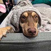 Nala is registered to the contest to win money with this photo: animal, bedroom, blanket, brown_dog, canine, closeup, comfort, couch, cozy, dog, fur, home, indoor, paw, pet, relaxed, resting, snout, soft_texture, wrapped