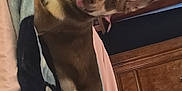 Nala joined the competition — help win amazing prizes! animal, bedroom, blanket, canine, colorful, comfort, cozy, cute, dog, ears, fabric, furniture, indoor, pet, relaxed, resting, soft, tongue, tongue_out, wood