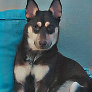 Nala joined the competition — help win amazing prizes! dog, pet, indoor, couch, teal, ears, sitting, fur, animal, canine, relaxed, portrait, looking, companion, furniture, home, cute, mammal, domestic, resting