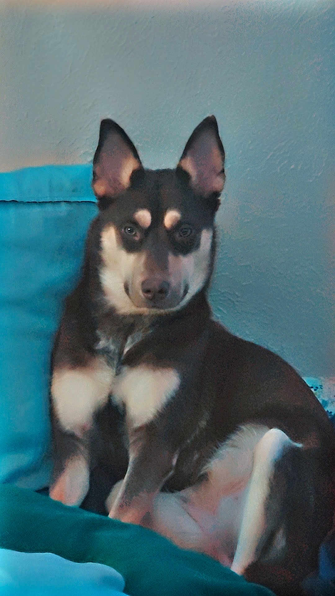 Nala