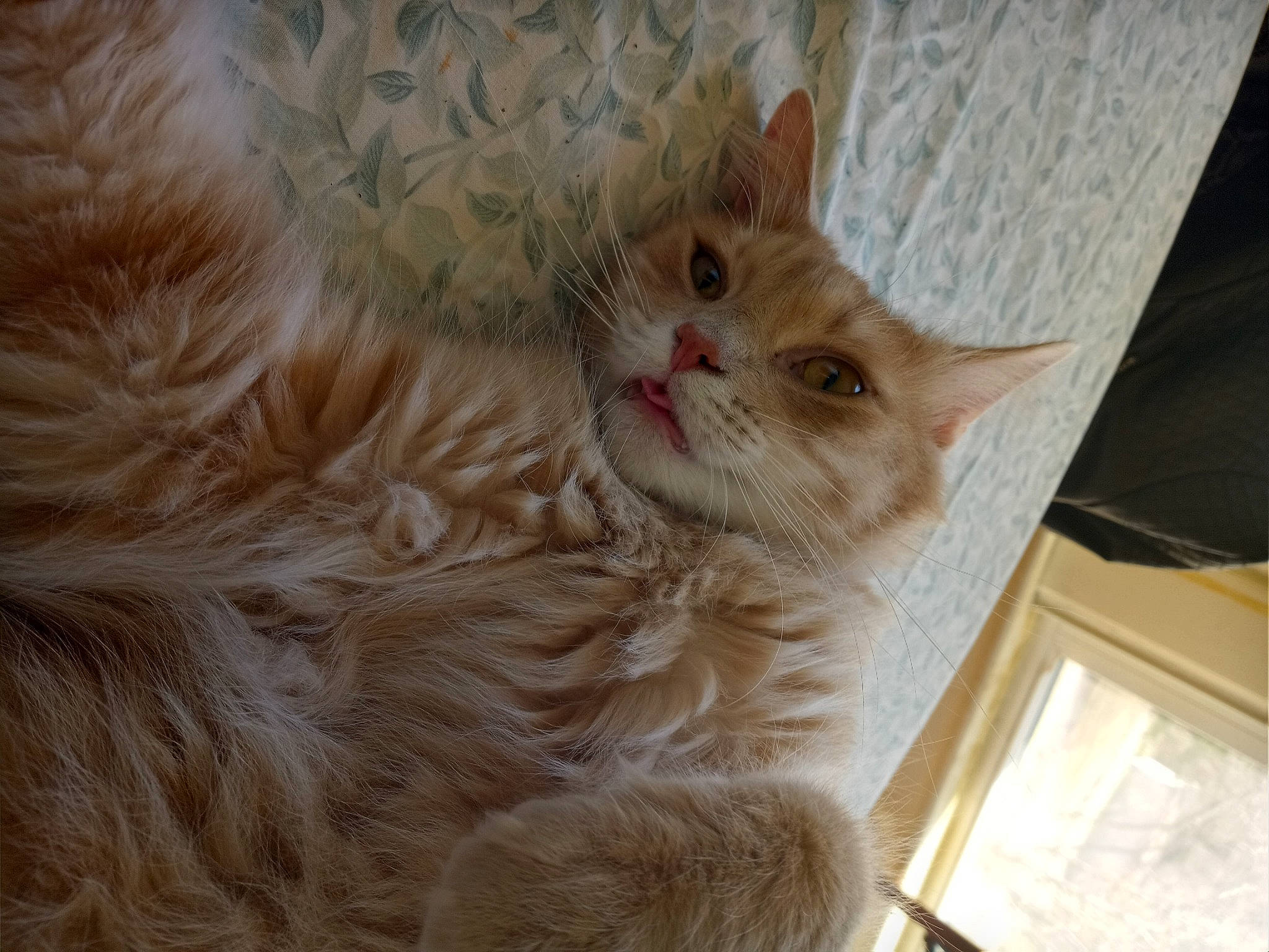 Buster joined the competition — help win amazing prizes! carnivore, cat, claw, comfort, domestic_short_haired_cat, eye, fawn, felidae, fur, hardwood, paw, peach, small_to_medium_sized_cats, snout, tail, whiskers, window, wood