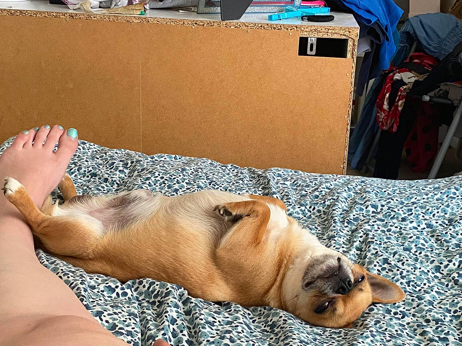 Cheeky joined the competition — help win amazing prizes! backpack, bag, barechested, barefoot, canidae, carnivore, chest, comfort, companion_dog, dog, dog_breed, eyewear, fawn, foot, fur, human_leg, luggage_and_bags, sun_tanning, sunglasses, thigh