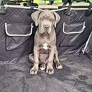 Jean Paul participe au concours pour gagner de l'argent avec cette photo : animal, backseat, black, car, collar, cute, dog, domestic_animal, gray, headrest, interior, leather_seat, looking, pet, puppy, seat_cover, sitting, vehicle, window, young