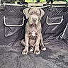 animal, backseat, black, car, collar, cute, dog, domestic_animal, gray, headrest, interior, leather_seat, looking, pet, puppy, seat_cover, sitting, vehicle, window, young
