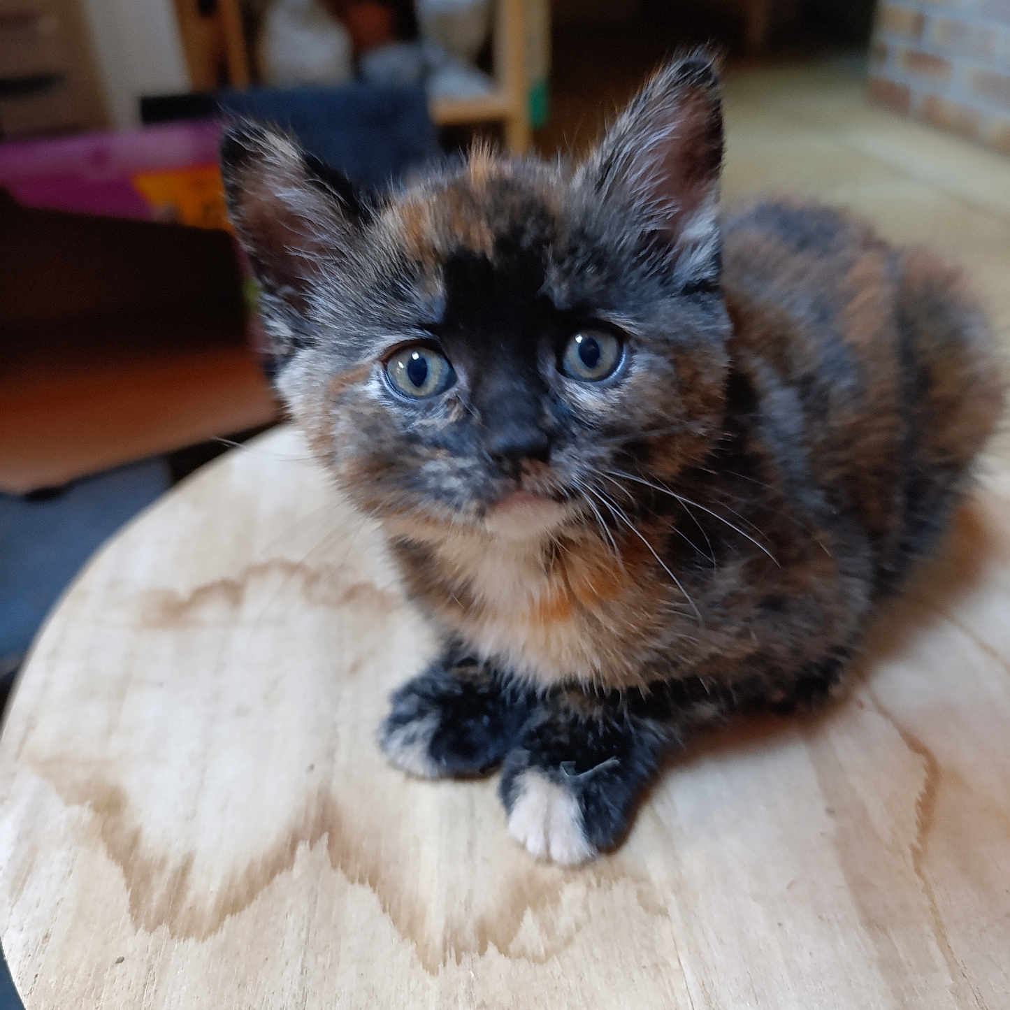 Sky a rejoint le concours — aidez-le/la à gagner de superbes lots ! animal, blurred_background, cat, closeup, curious, cute, domestic_cat, ears, eyes, feline, fur, indoor, kitten, pet, sitting, small, tortoiseshell, whiskers, wooden_surface, young